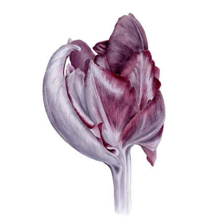 Watercolor botanical illustration of the parrot tulip isolated on white backgroundの写真素材