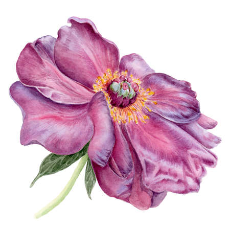 Peon flower watercolor botanical illustration isolated on white background suitable for postcards, decorationの写真素材