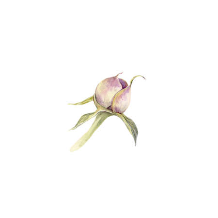 Peon flower watercolor botanical illustration isolated on white background suitable for postcards, decorationの写真素材