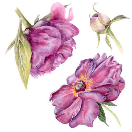 Peon flower watercolor botanical illustration isolated on white background suitable for postcards, decorationの写真素材
