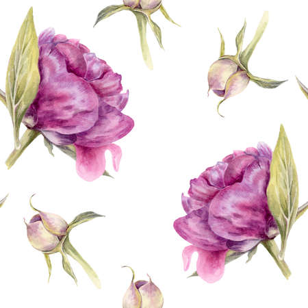 Peon flower pattern watercolor botanical illustration isolated on white background suitable for decorationの写真素材