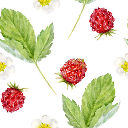 Strawberry bush, Hand drawn watercolor botanical illustration on a white backgroundの写真素材