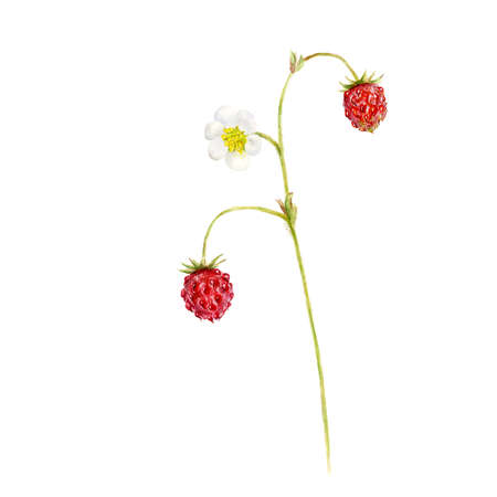 Strawberry bush, Hand drawn watercolor botanical illustration on a white backgroundの写真素材