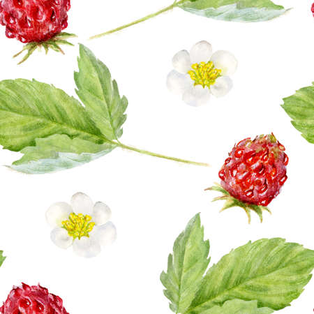Strawberry bush, Hand drawn watercolor botanical illustration on a white backgroundの写真素材