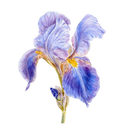 The iris flower. Watercolor botanical illustration isolated on a white backgroundの写真素材