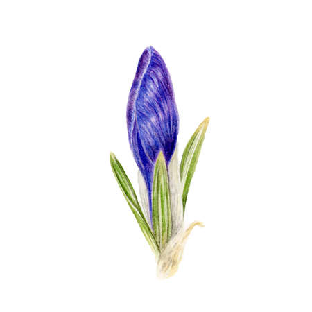 Crocus flower, spring watercolor botanical illustration isolated on white backgroundの写真素材