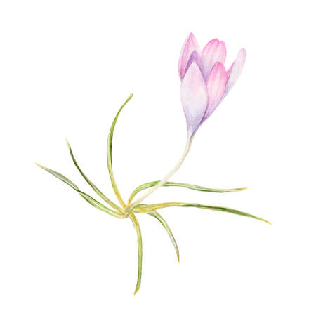 Crocus flower, spring watercolor botanical illustration isolated on white backgroundの写真素材