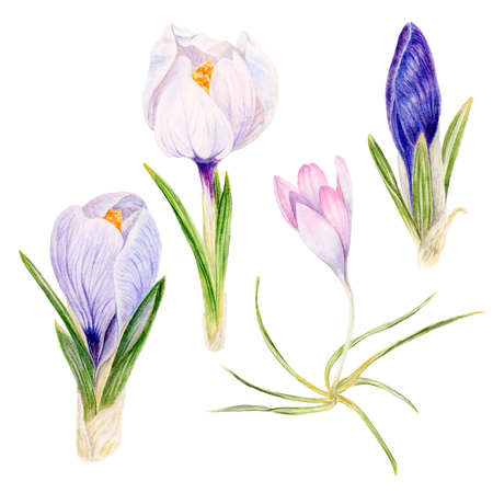 Crocus flower, spring watercolor botanical illustration isolated on white backgroundの写真素材