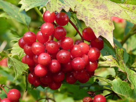 viburnum