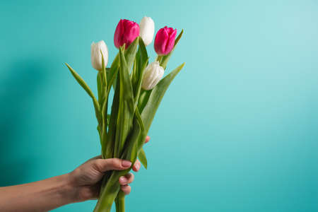 women hand holding flowers on blue background. Bouquet of white and pink tulips for Birthday, Happy mothers or Valentines day and 8 march.の写真素材