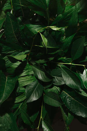 leaves green textureの写真素材