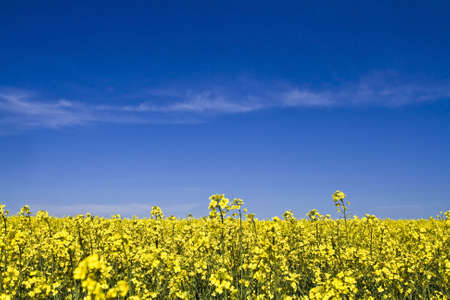 field with yellow flowers and blue sky の写真素材