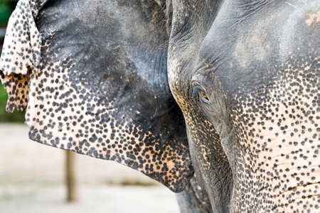 Elephant close up の写真素材