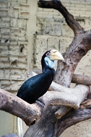beautiful exotic bird, sitting on a branch の写真素材