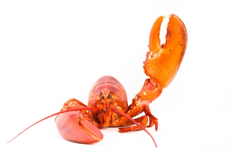 Whole lobster is saying hello with itの写真素材