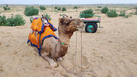 Camel resting in sand with its cart, Thar Desert, Rajasthan, Indiaの写真素材