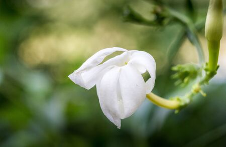 White Flower in a green background