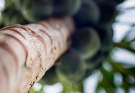 Papaya Treeの写真素材