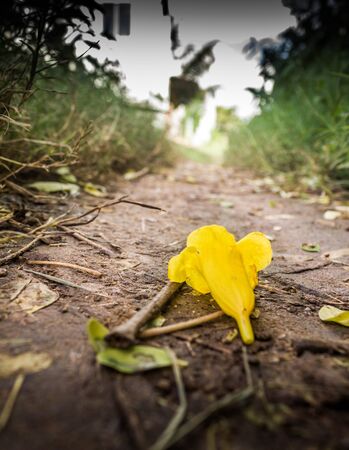 Yellow Flower in the pathwayの写真素材