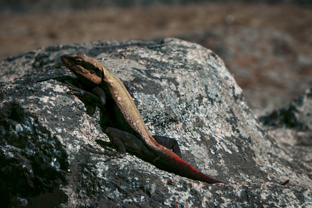Chameleon on the rockの写真素材