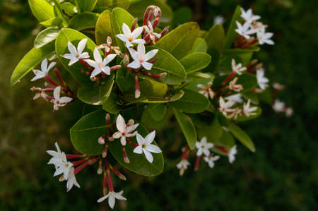 Beautiful white indian flower fragrance on side of field.