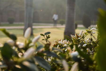 White flowers outside of safadarjung tomb memorial at foggy winter morning.の写真素材