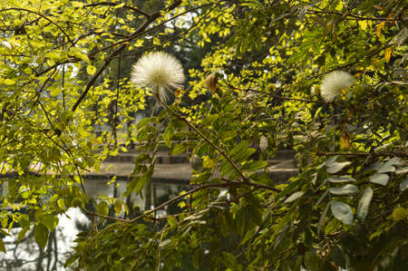 A white flower and yellow flower at garden,lawn sun rays create back light light at winter foggy morning.の写真素材
