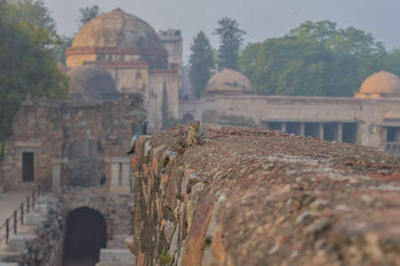 A bunch of pigeons siting at the corner of fort, monument at hauz khas memorial from the side of the lawn at winter foggy morning.の写真素材