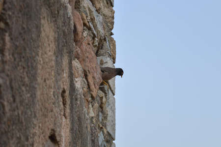 A pigeon is siting at hauz khas lake and garden from the hauz khas fort at hauz khas village at winter foggy morning.の写真素材
