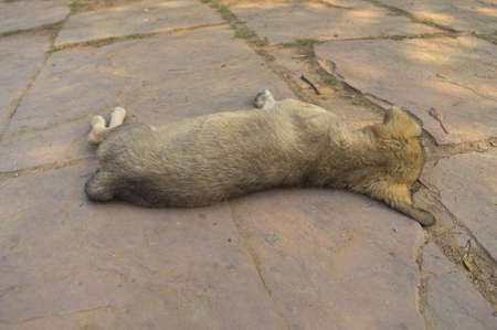 A puppy is sleeping at hauz khas lake and garden from the hauz khas fort at hauz khas village at winter foggy morning.の写真素材