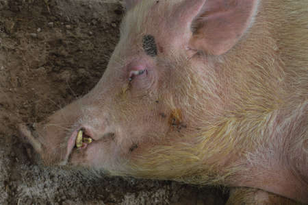 The big indian male pig who is showcasing for agriculture fair, this big male indian pig is so rich,his fertility is so good to produce baby pig, yellow teeth, need massage everyday.の写真素材