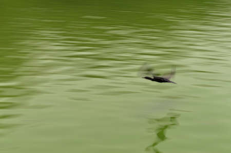 A group of pelican birds on pond in New Delhi Zoo.の写真素材