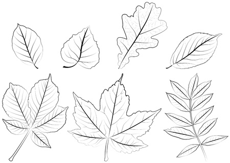 foliageのイラスト素材