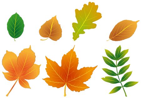 foliageのイラスト素材