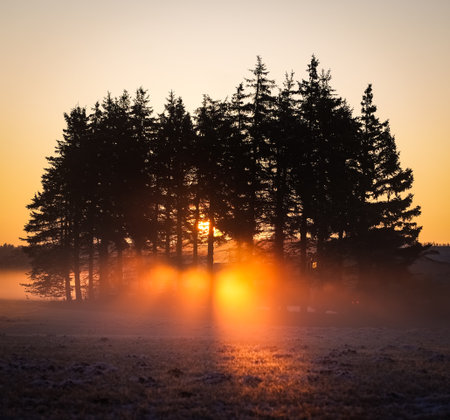 Foggy sunrise in the winter forest. Beautiful winter landscape.の写真素材