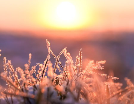 Frosted grass in the early morning on the background of the setting sunの写真素材