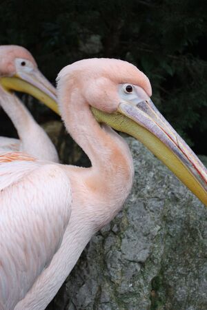 Pelican pinkの写真素材