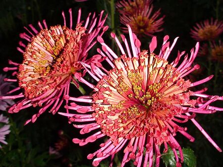 Chrysanthemum pinkの写真素材