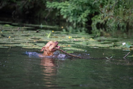 A beautiful thoroughbred American Pit Bull Terrier swims in a fast river.の写真素材