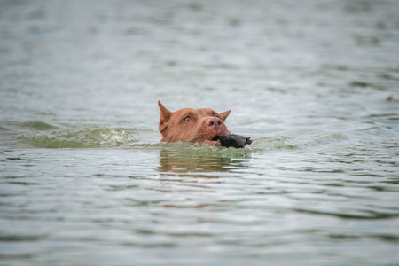 A beautiful thoroughbred American Pit Bull Terrier swims in a fast river.の写真素材