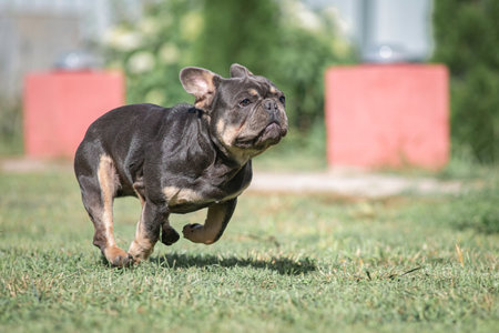 A beautiful pedigree French Bulldog puppy is galloping across the field.の写真素材