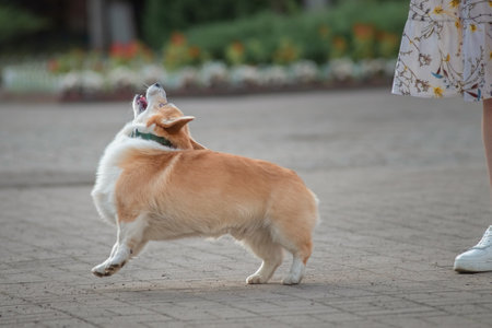 Portrait of a beautiful thoroughbred corgi in the summer city.の写真素材