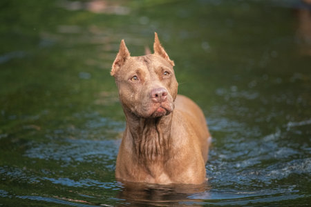 A beautiful thoroughbred American Pit Bull Terrier swims in a fast river.の写真素材