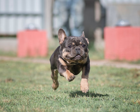 A beautiful pedigree French Bulldog puppy is galloping across the field.の写真素材