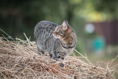 Portrait of a beautiful domestic village cat in the yard of a village house.の写真素材