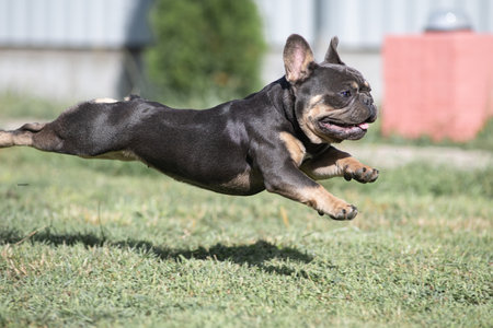 A beautiful pedigree French Bulldog puppy is galloping across the field.の写真素材