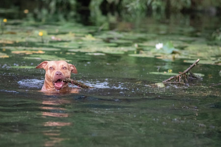 A beautiful thoroughbred American Pit Bull Terrier swims in a fast river.の写真素材