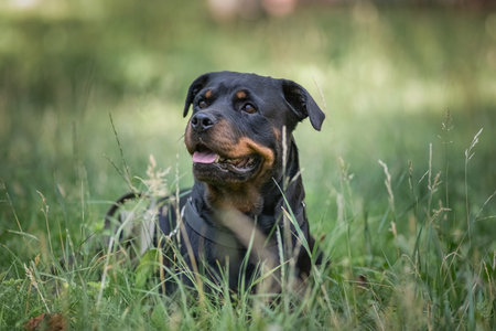 Portrait of a beautiful thoroughbred rottweiler in a summer park in the grass close-up.の写真素材