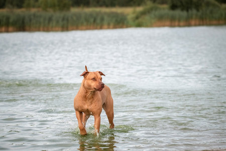 A beautiful thoroughbred American Pit Bull Terrier swims in a fast river.の写真素材