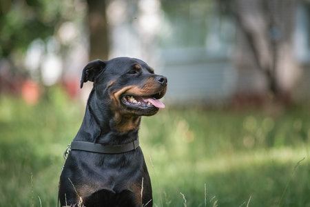 Portrait of a beautiful thoroughbred rottweiler in a summer park in the grass close-up.の写真素材